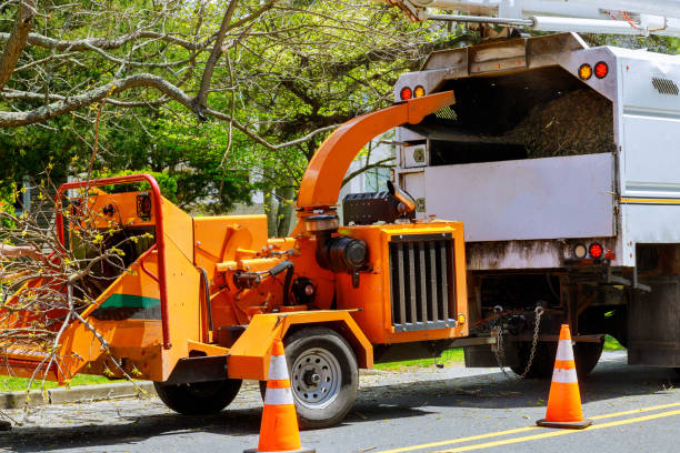 Leaf Removal in Yucaipa, CA