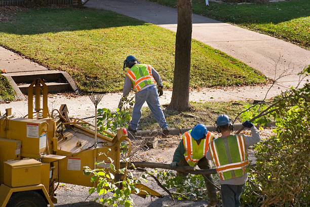 Best Tree Preservation Services  in Yuipa, CA