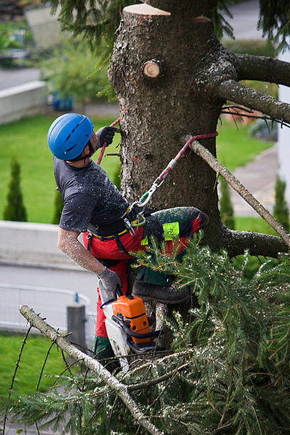 Best Tree Health Inspection  in Yuipa, CA