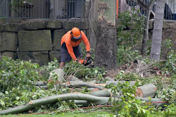 Best Arborist Consultation Services  in Yuipa, CA