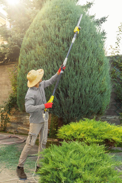 Lawn Renovation and Restoration in Yucaipa, CA