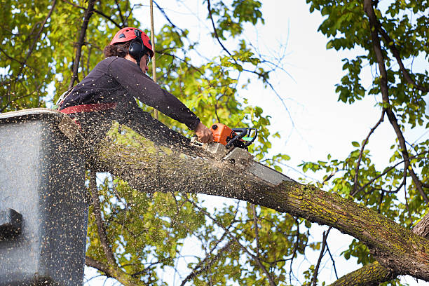 Best Tree Cabling and Bracing  in Yuipa, CA