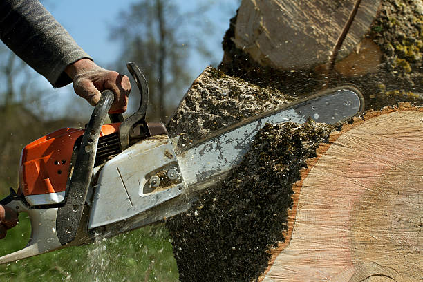 Best Hazardous Tree Removal  in Yuipa, CA