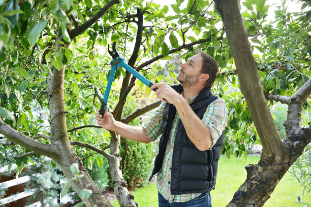Best Lawn Irrigation Installation and Maintenance  in Yuipa, CA
